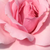 Rose - Rosiers floribunda - Regéc
